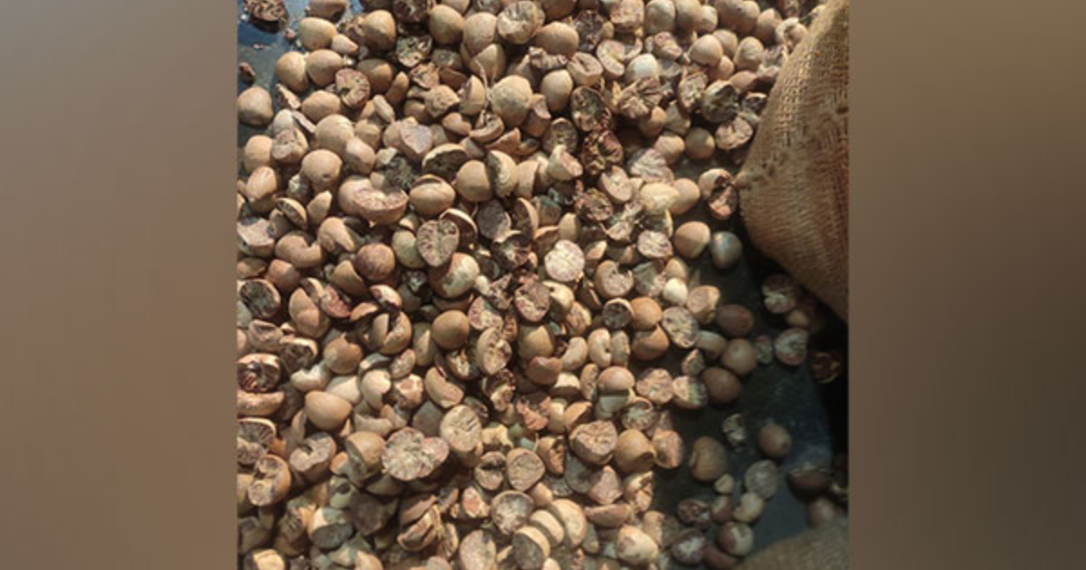 DRI Mumbai seizes areca nuts worth Rs 32 cr at Jawaharlal Nehru Port